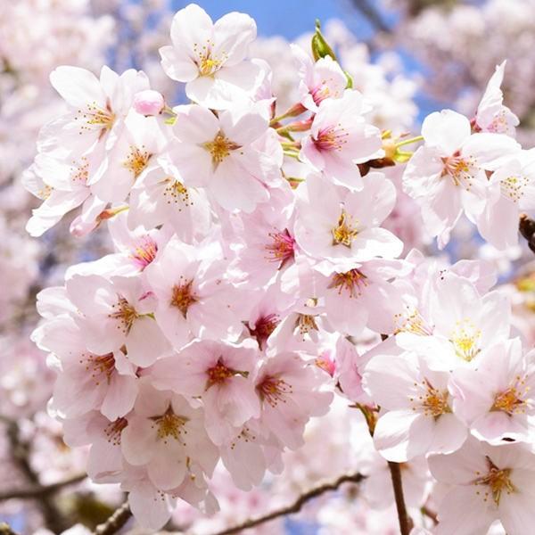 植木 盆栽 ソメイヨシノの人気商品 通販 価格比較 価格 Com