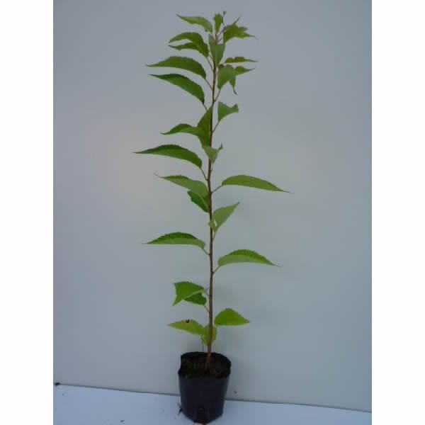 桜 盆栽 植木の人気商品 通販 価格比較 価格 Com