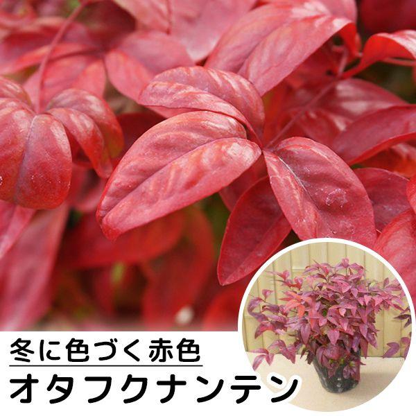 オタフクナンテン 樹高0 2m前後 12cmポット おたふく南天 お多福南天 低い生垣やグランドカバーに 苗木 植木 苗 庭木 生け垣 Ta 191 季の香 通販 Yahoo ショッピング
