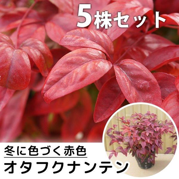 植木 盆栽 オタフクナンテンの人気商品 通販 価格比較 価格 Com