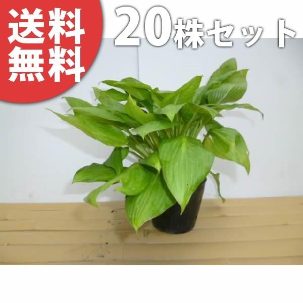 苗 宿根草 ギボウシ 苗の人気商品 通販 価格比較 価格 Com