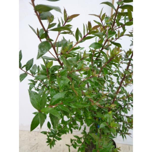 ギンバイカ 樹高0 6m前後 15cmポット 銀梅花 ぎんばいか マートル生垣 苗木 植木 苗 庭木 生け垣 送料込み Buyee Buyee Japanese Proxy Service Buy From Japan Bot Online