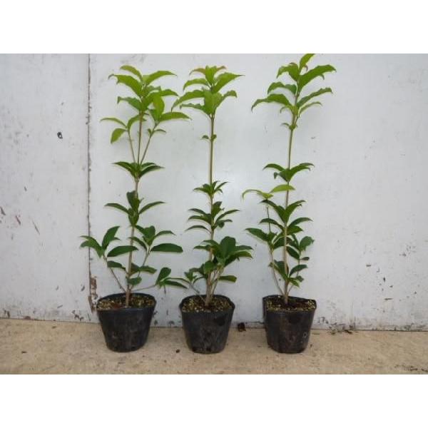 キンモクセイ 10本セット 樹高0 3m前後 10 5cmポット 金木犀 きんもくせい 秋に花を咲かせ優しい香りが特徴生垣用 苗木 植木 苗 庭木 生け垣 送料込み Buyee Buyee Japanese Proxy Service Buy From Japan Bot Online