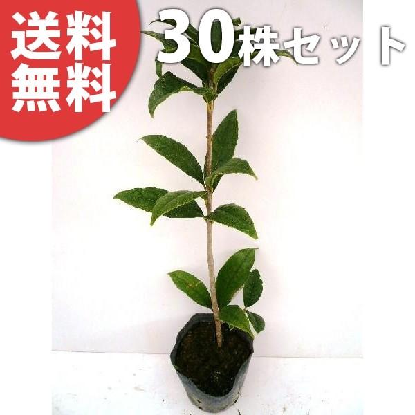 キンモクセイ 盆栽 植木の人気商品・通販・価格比較 - 価格.com