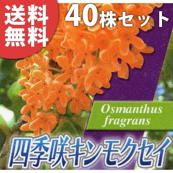 植木 盆栽 金木犀の人気商品 通販 価格比較 価格 Com