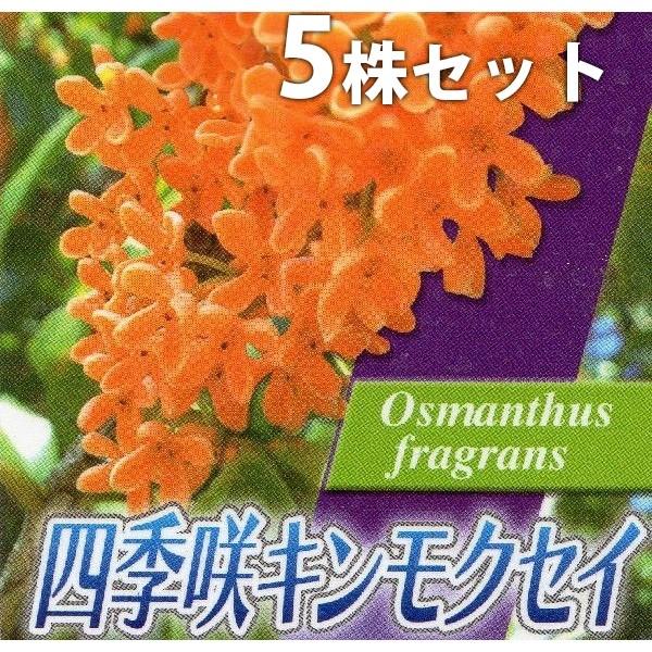 キンモクセイ 四季咲き 盆栽 植木の人気商品 通販 価格比較 価格 Com