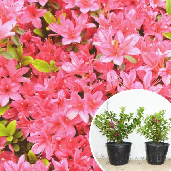 クルメツツジ 赤 樹高0 2m前後 13 5cmポット 久留米ツツジ つつじ 苗木 植木 苗 庭木 生け垣 Ta 23 季の香 きのか 通販 Yahoo ショッピング