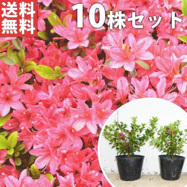 クルメツツジ 赤 10本セット 樹高0 2m前後 13 5cmポット 久留米ツツジ つつじ 苗木 植木 苗 庭木 生け垣 送料込み Ta 23 10set 季の香 きのか 通販 Yahoo ショッピング