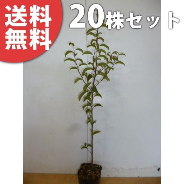 クロガネモチ 盆栽 植木の人気商品 通販 価格比較 価格 Com