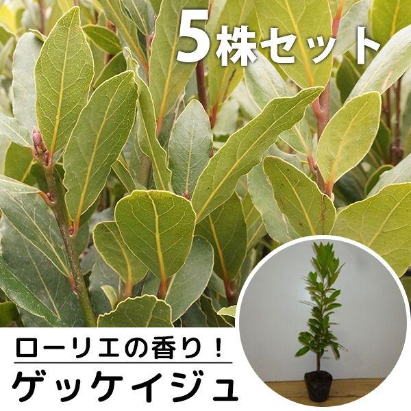 ゲッケイジュ 5本セット 樹高0 2m前後 9cmポット 月桂樹 ローリエ葉のさわやかな香りが人気のシンボルツリー 苗木 植木 苗 庭木 生け垣 Buyee Buyee Japanese Proxy Service Buy From Japan Bot Online