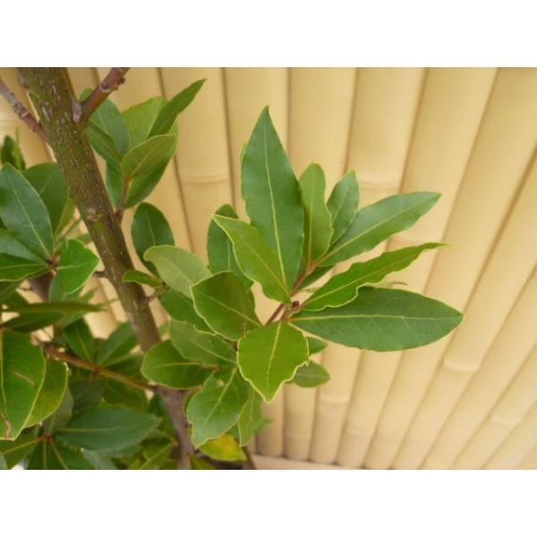 ゲッケイジュ 5本セット 樹高0 2m前後 9cmポット 月桂樹 ローリエ葉のさわやかな香りが人気のシンボルツリー 苗木 植木 苗 庭木 生け垣 Buyee Buyee Japanese Proxy Service Buy From Japan Bot Online