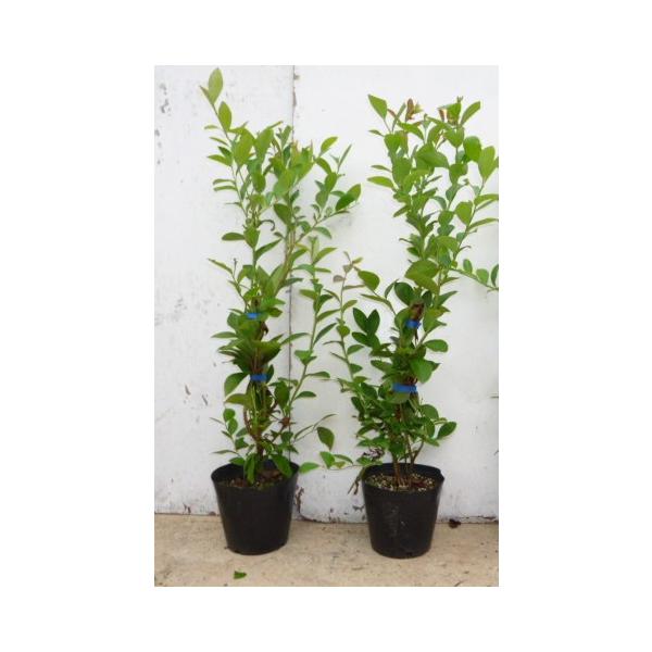 新版 植木 苗木 ラビットアイ 15cmポット 樹高0 4m前後 ブルーベリー ティフブルー 5本セット 苗 苗木 苗 5 5本 生け垣 庭木 育苗箱 Www We Job Com