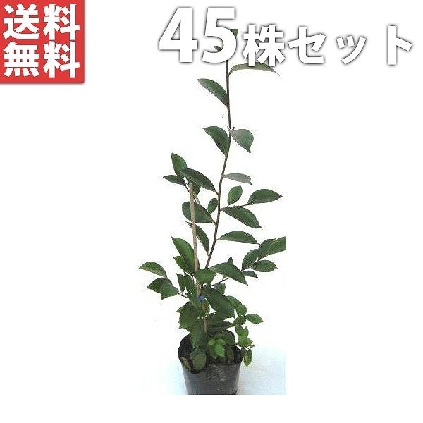 榊 盆栽 植木 農業資材 ガーデニング用品の人気商品 通販 価格比較 価格 Com