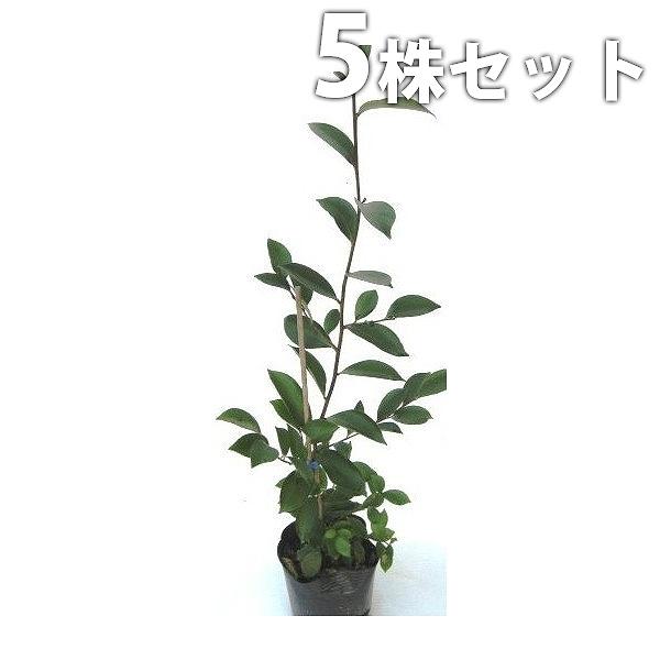 榊 苗 植木 盆栽の人気商品 通販 価格比較 価格 Com