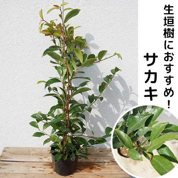 本榊 苗木20本 真榊 榊 さかき サカキ