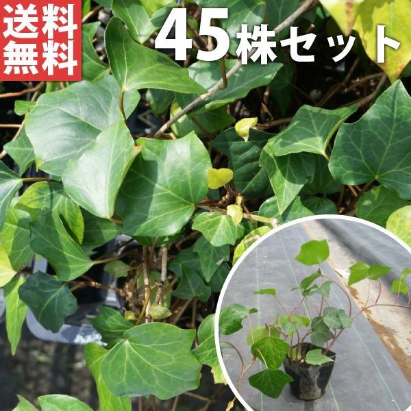 アイビー 苗の人気商品 通販 価格比較 価格 Com