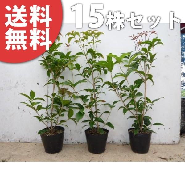 シキザキモクセイ 15本セット 樹高0 5m前後 15cmポット 四季咲きモクセイ 春 秋で花を楽しめる 優しい香りが特徴 苗木 植木 苗 庭木 生け垣 送料込み Ta 3310 15set 季の香 きのか 通販 Yahoo ショッピング