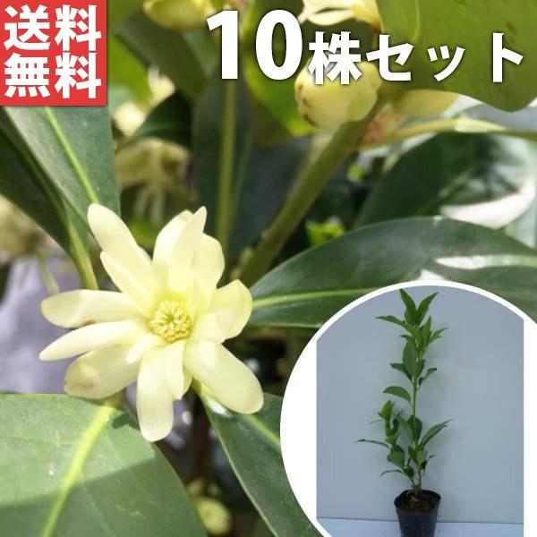 植木 盆栽 シキミの人気商品・通販・価格比較 品質の良い富士のシキミ(1本)