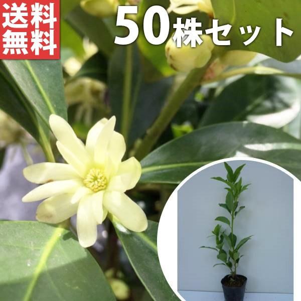 シキミ 50本セット 樹高0 2m前後 10 5cmポット しきみ 樒 櫁 苗木 植木 苗 庭木 生け垣 送料込み 目隠し 生垣 Ta 3322 50set 季の香 きのか 通販 Yahoo ショッピング