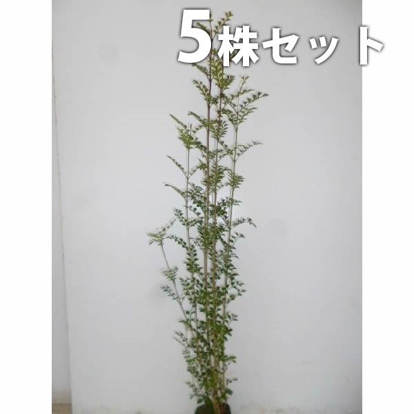 シマトネリコ 5本セット 樹高0 4m前後 9cmポット 株立ち人気の庭木 苗木 植木 苗 庭木 生け垣 Ta 3504 5set 季の香 通販 Yahoo ショッピング
