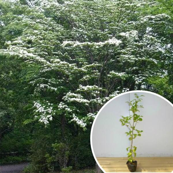 植木 やまぼうしの人気商品 通販 価格比較 価格 Com