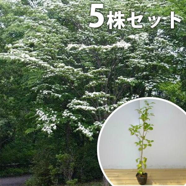 ヤマボウシ 5本セット 樹高1 0m前後 12cmポット やまぼうし 苗木 植木 苗 庭木 生け垣 送料込み Ta 5set 季の香 きのか 通販 Yahoo ショッピング