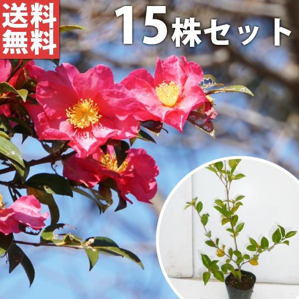 新しい 植木 植木 苗木 シンボルツリー 生垣 10 5ｐ 樹高0 4ｍ前後 30本 10 5ｐ 山茶花 朝倉 生垣 サザンカ ネギリス 植木 庭木 Labelians Fr