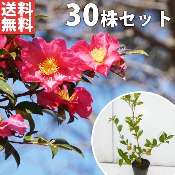 苗 山茶花 植木 盆栽の人気商品 通販 価格比較 価格 Com