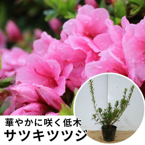 サツキツツジ 樹高0 15m前後 10 5cmポット さつき 五月 サツキ つつじ 苗木 植木 苗 庭木 生け垣 目隠し 生垣 Ta 395 季の香 通販 Yahoo ショッピング