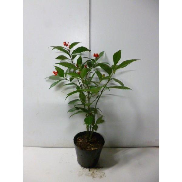 センリョウ 樹高0 4m前後 15cmポット 赤実 千両 せんりょう 苗木 植木 苗 庭木 生け垣 中木 低木 Ta 4103 季の香 きのか 通販 Yahoo ショッピング