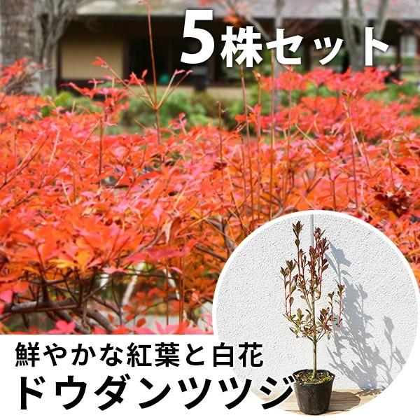 ドウダンツツジ 盆栽 植木の人気商品 通販 価格比較 価格 Com