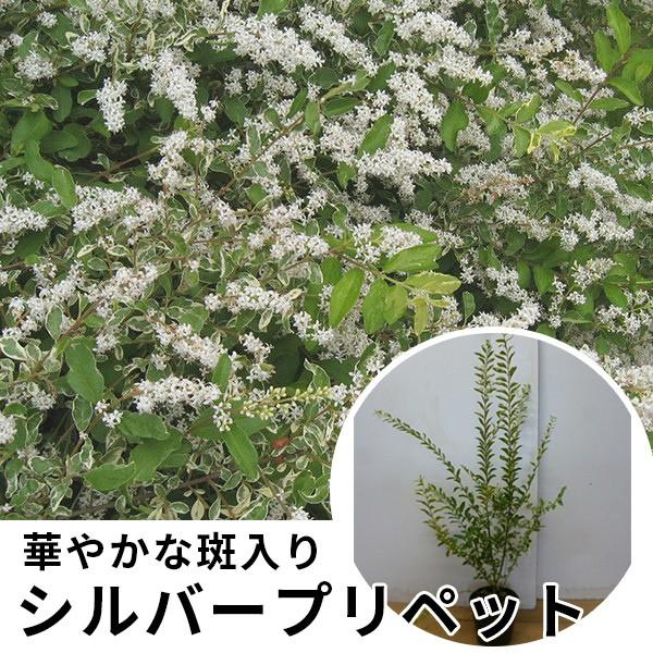 シルバープリペット - 植木・盆栽の人気商品・通販・価格比較 - 価格.com