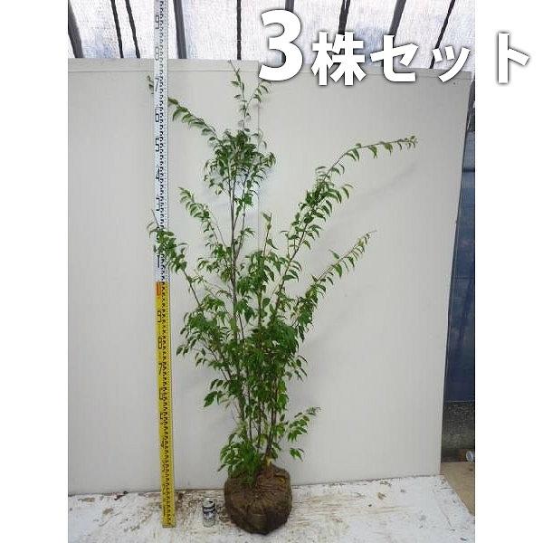 ハイノキ 3本セット 樹高1 2m前後 根巻 株立ち 灰の木 はいのき 常緑樹で5 6月に小さな白い花をたくさん咲かせます 苗木 植木 苗 庭木 生け垣 送料込み シ Ta 5005 3set 季の香 きのか 通販 Yahoo ショッピング