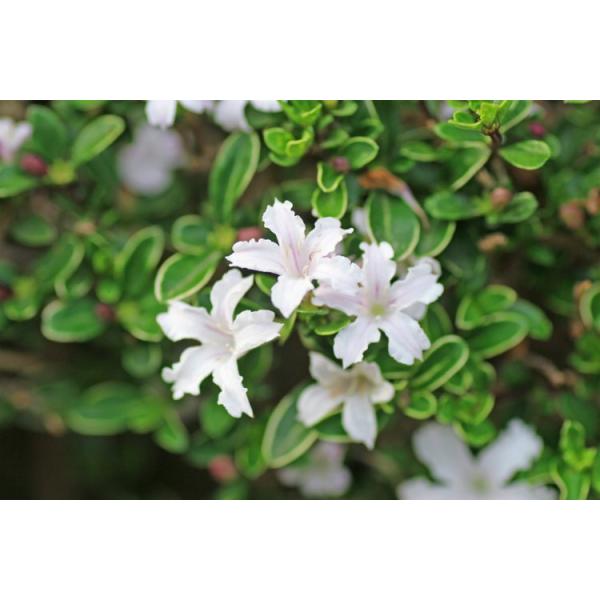 ハクチョウゲ 樹高0 3m前後 15cmポット 白丁花 苗木 植木 苗 庭木 生け垣 Buyee Buyee Japanese Proxy Service Buy From Japan Bot Online