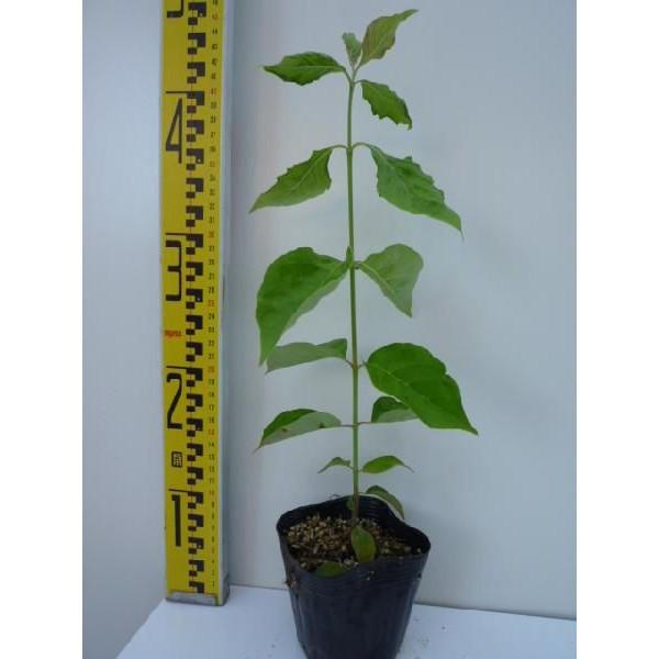 ハナミズキ 樹高0 5m前後 10 5cmポット 花水木 はなみずき 苗木 植木 苗 庭木 生け垣 Buyee Buyee Japanischer Proxy Service Kaufen Sie Aus Japan