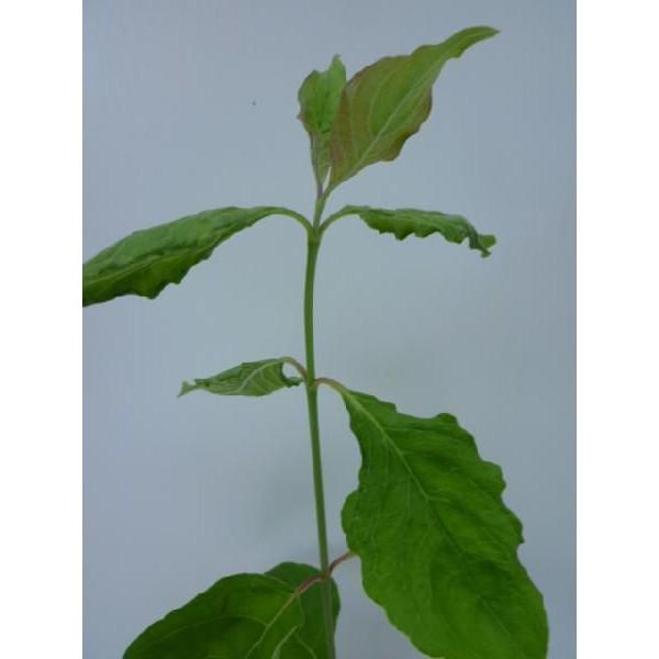 ハナミズキ 樹高0 5m前後 10 5cmポット 花水木 はなみずき 苗木 植木 苗 庭木 生け垣 Buyee Buyee Japanischer Proxy Service Kaufen Sie Aus Japan