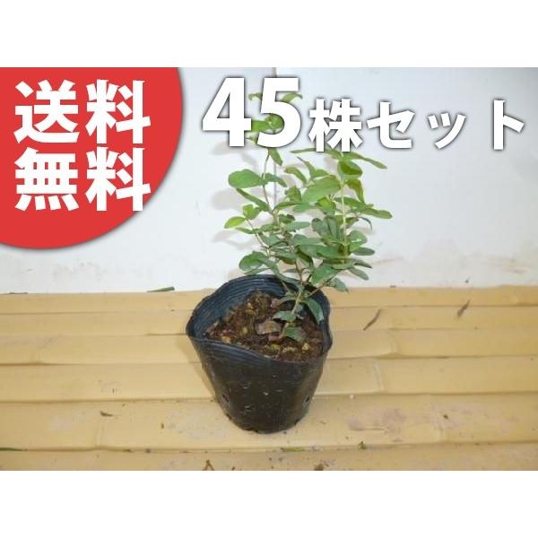 苗 ヒペリカムの人気商品 通販 価格比較 価格 Com