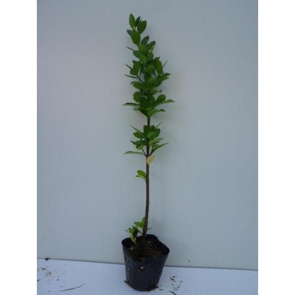 マサキ 樹高0 3m前後 10 5cmポット まさき 苗木 植木 苗 庭木 生け垣 目隠し 生垣 Ta 6441 季の香 きのか 通販 Yahoo ショッピング