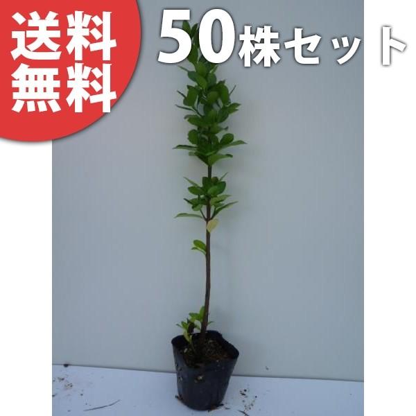 マサキ 50本セット 樹高0 4m前後 10 5cmポット まさき 苗木 植木 苗 庭木 生け垣 送料込み 目隠し 生垣 Ta 6441 50set 季の香 きのか 通販 Yahoo ショッピング