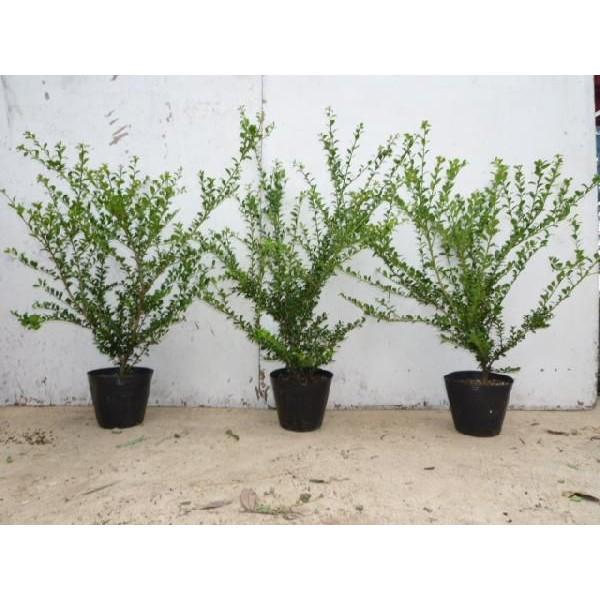 植木 盆栽 マメツゲの人気商品 通販 価格比較 価格 Com