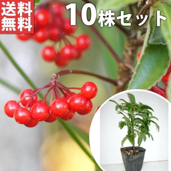 植木 盆栽 万両の人気商品 通販 価格比較 価格 Com