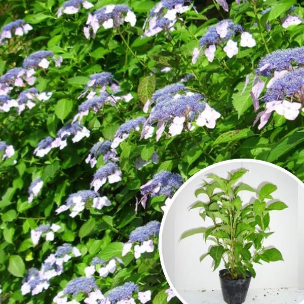 ヤマアジサイ 苗の通販 価格比較 価格 Com