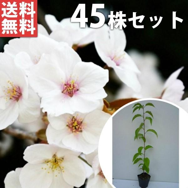 庭木 桜 盆栽 植木の人気商品 通販 価格比較 価格 Com