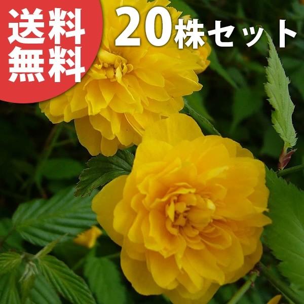 ヤマブキ 苗の人気商品 通販 価格比較 価格 Com