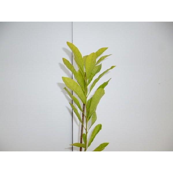 ヤマモモ モリグチ 10本セット 樹高0 6m前後 15cmポット 山桃 やまもも 接木苗 苗木 植木 苗 庭木 生け垣 送料込み 目隠し 生垣 Buyee Buyee 日本の通販商品 オークションの代理入札 代理購入