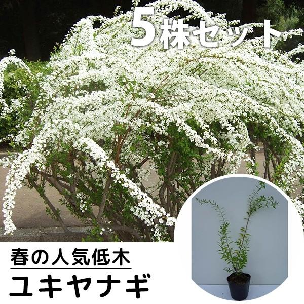 ユキヤナギ 5本セット 樹高0 3m前後 10 5cmポット 雪柳 ゆきやなぎ 苗木 植木 苗 庭木 生け垣 Ta 7212 5set 季の香 通販 Yahoo ショッピング