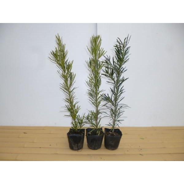 期間限定 最安値挑戦 まき 庭木 植木 植木 庭木 Labelians Fr