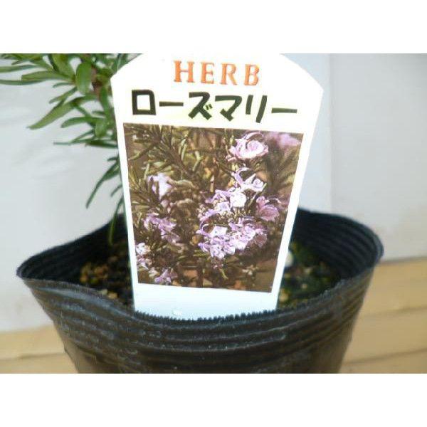 ローズマリー 5本セット 樹高0 3m前後 15cmポット 立性 ろーずまりー 苗木 植木 苗 庭木 生け垣 送料込み ハーブ Buyee Buyee 提供一站式最全面最專業現地yahoo Japan拍賣代bid代拍代購服務 Bot Online