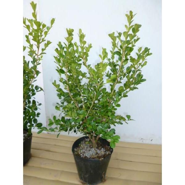 ボックスウッド 樹高0 4m前後 15cmポット おすすめ 優良品 苗木 植木 苗 庭木 生け垣 目隠し 生垣 Buyee Buyee Japanese Proxy Service Buy From Japan Bot Online