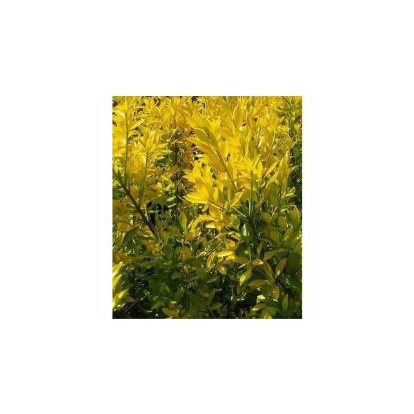 植木 盆栽 マサキの人気商品 通販 価格比較 価格 Com